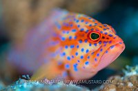 Young Coral Grouper. Maldives