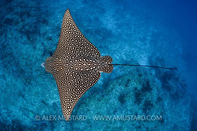 Eagleray. Maldives