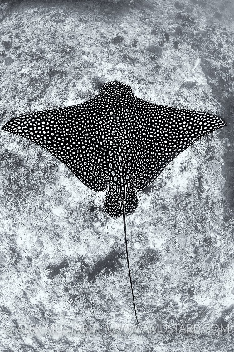 Eagleray. Maldives