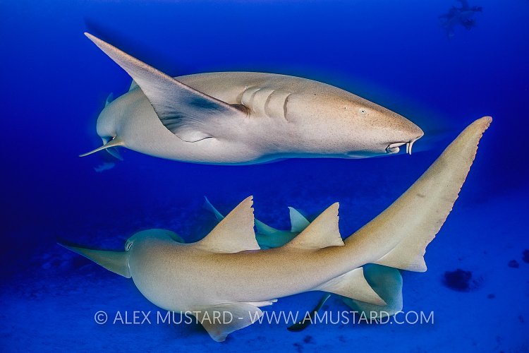 Tawny Sharks At Dusk. Maldives