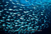 Schooling Chub. Maldives