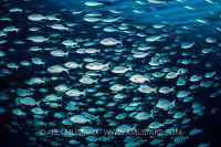 Schooling Chub. Maldives