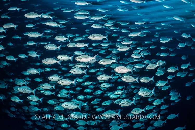 Schooling Chub. Maldives