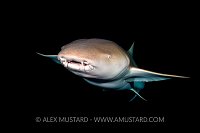 Tawny Nurse Shark. Maldives