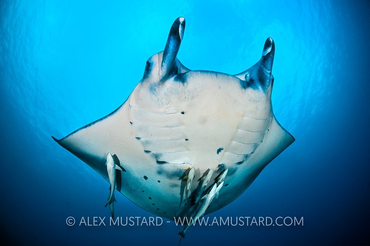 Manta With Remoras. Maldives
