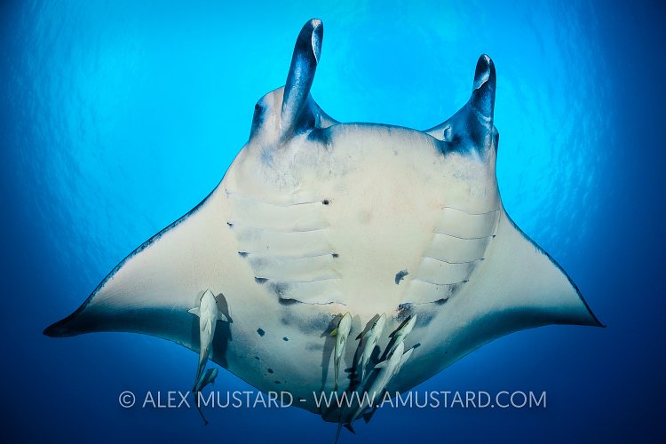 Manta With Remoras. Maldives