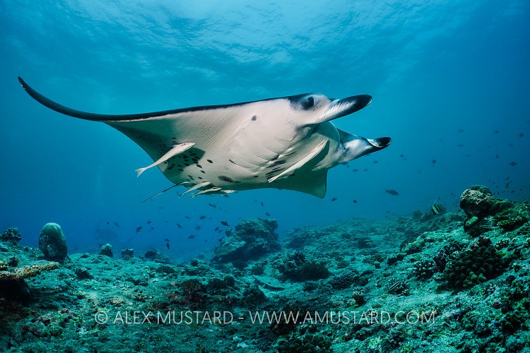 Manta Over Reef. Maldives
