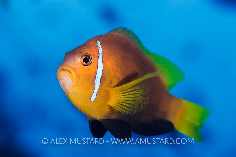 Maldives Anemonefish. Maldives