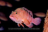 Sixbar Grouper. Maldives