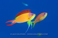 Flame Anthias Display. Maldives