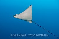 Eagleray. Maldives
