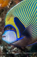 Emperor's New Clothes. Maldives