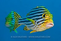 Sweetlips Pair. Maldives