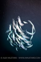 Mackerel Long Exposure. Maldives