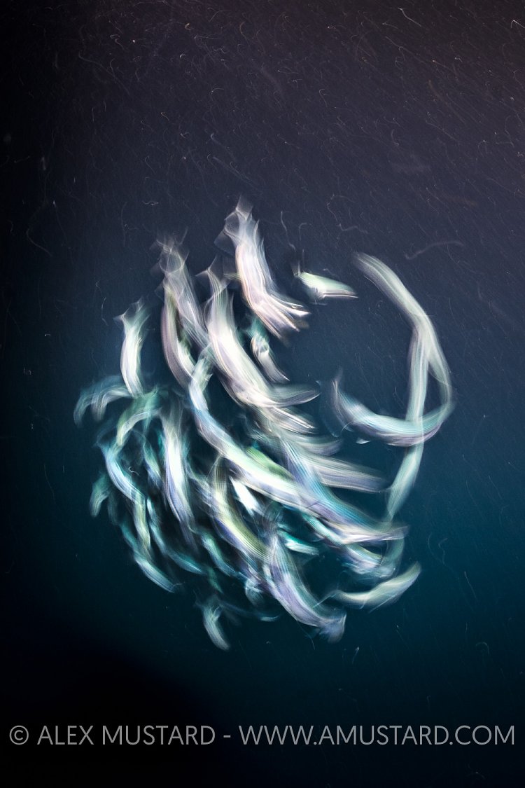 Mackerel Long Exposure. Maldives