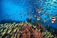 Coral Reef Fish Schools. Maldives