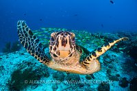 Turtle Portrait On Reef. Maldives