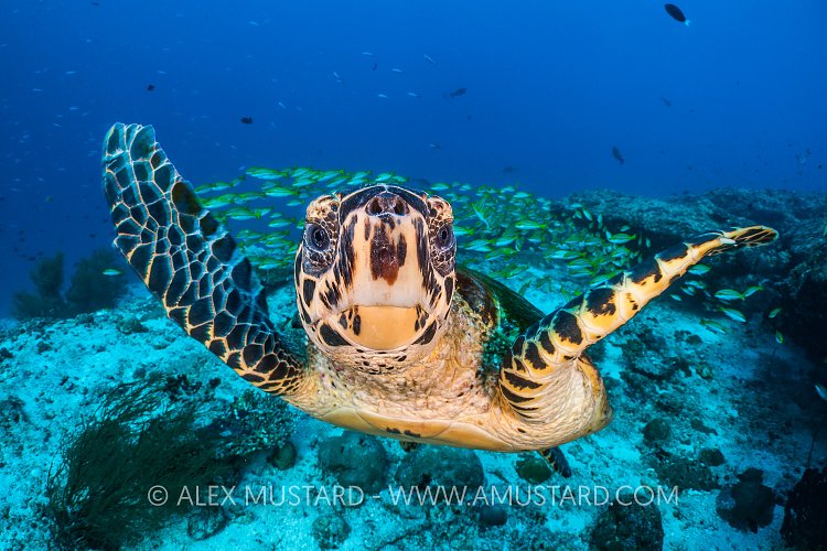Turtle Portrait On Reef. Maldives