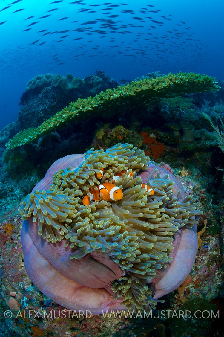 Anemone On Reef. Indonesia