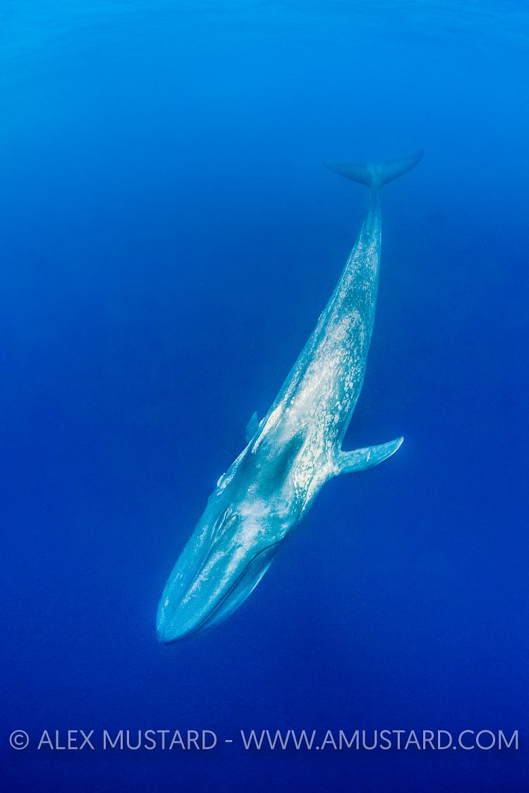 Blue Whale. Sri Lanka