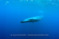 Blue Whale. Sri Lanka
