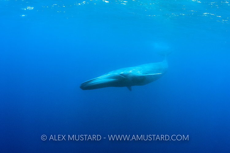 Blue Whale. Sri Lanka