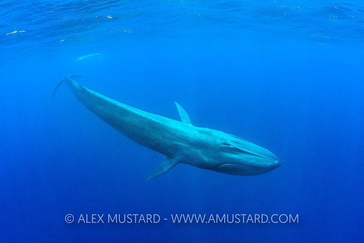 Blue Whale. Sri Lanka