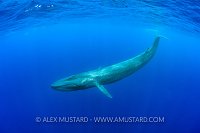 Blue Whale. Sri Lanka