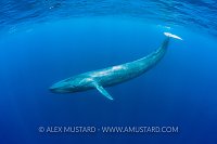 Blue Whale. Sri Lanka