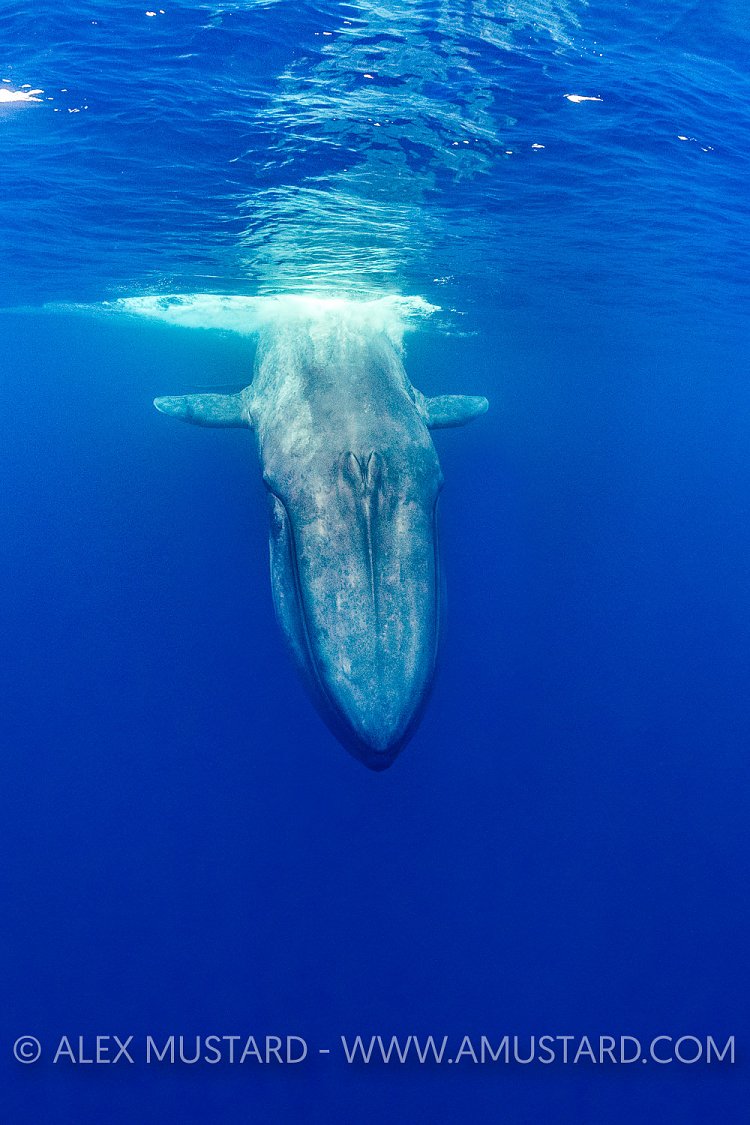 Blue Whale. Sri Lanka