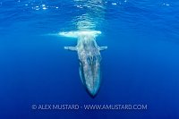 Blue Whale. Sri Lanka