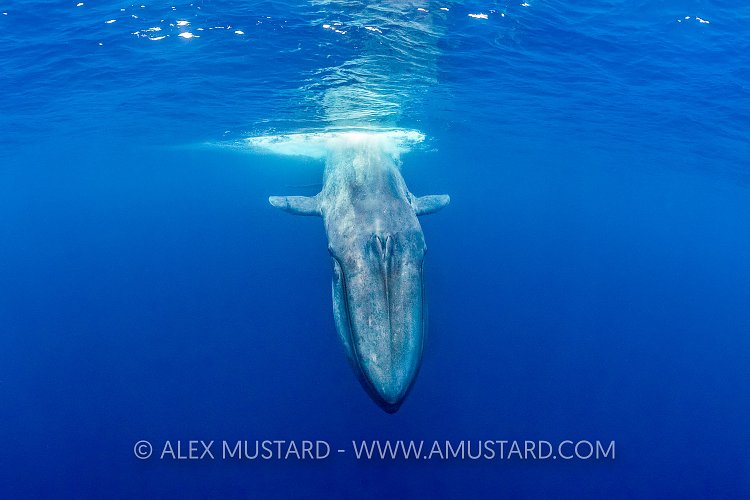 Blue Whale. Sri Lanka