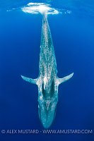 Blue Whale. Sri Lanka