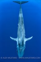 Blue Whale. Sri Lanka