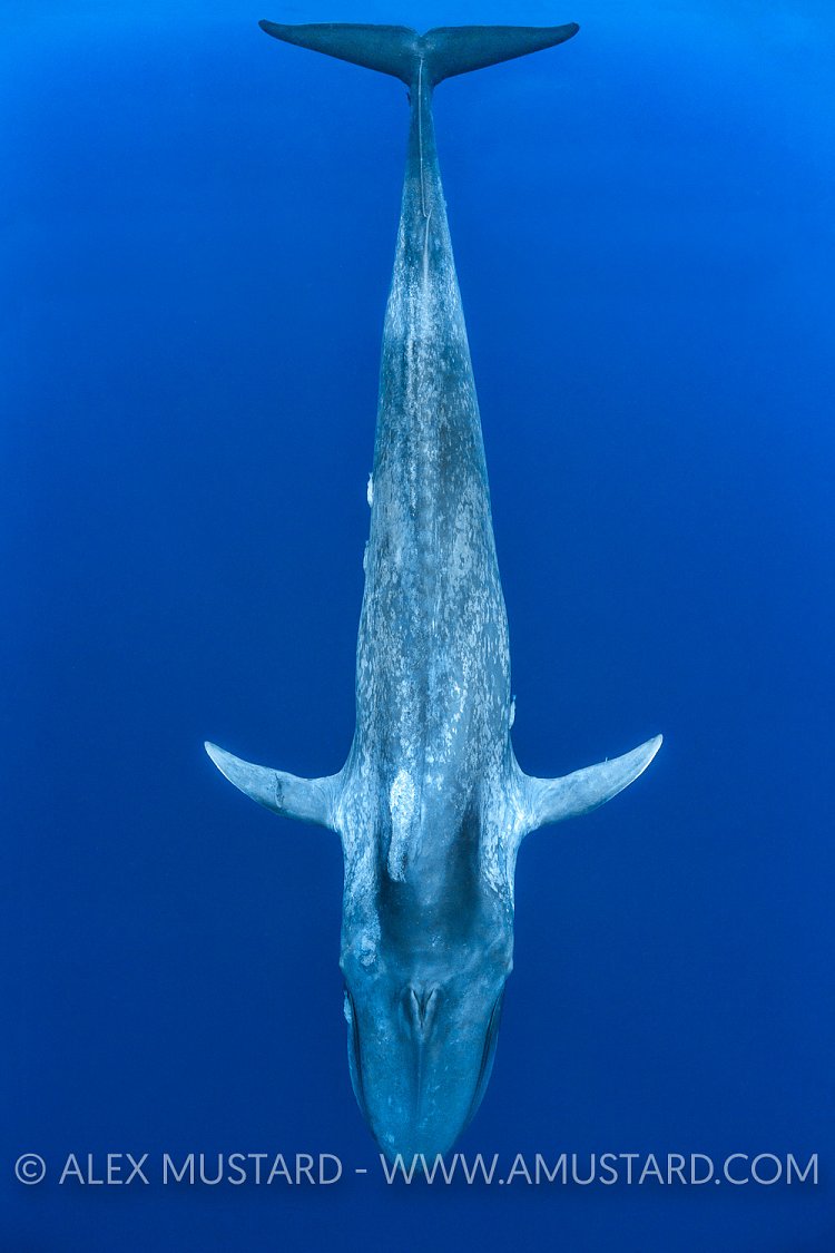 Blue Whale. Sri Lanka
