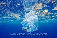 Crab In A Bag. Sri Lanka