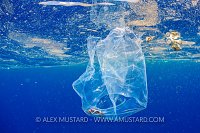 Crab In A Bag. Sri Lanka
