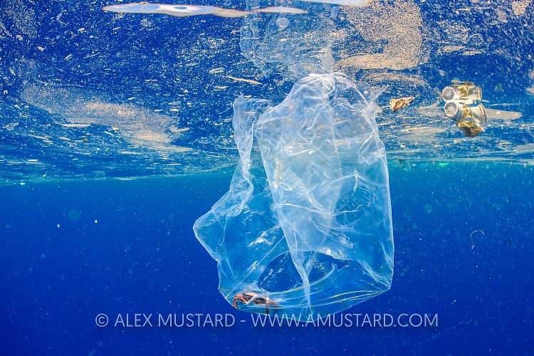 Crab In A Bag. Sri Lanka