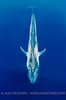 Blue Whale. Sri Lanka
