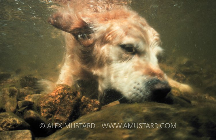 Diving Dog. UK