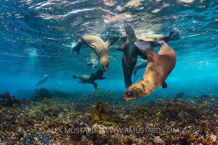 Playful Sea Lions. USA