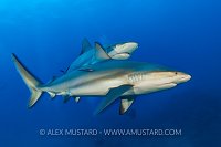 Reef Shark Pair. Cayman Islands