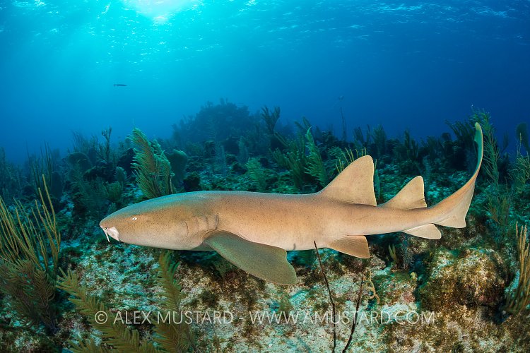Nurse Shark On Reef. Cayman Islands