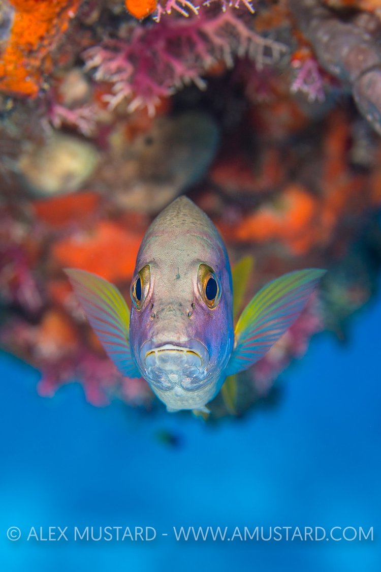 Schoolmaster Portrait. Cayman Islands
