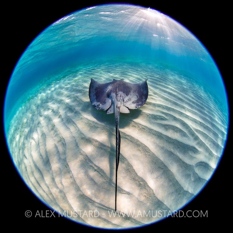 Stingray Circle. Cayman Islands