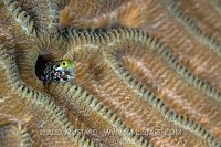 Spinyhead blenny. Cayman Islands