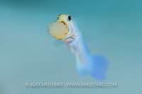Jawfish With Eggs. Cayman Islands