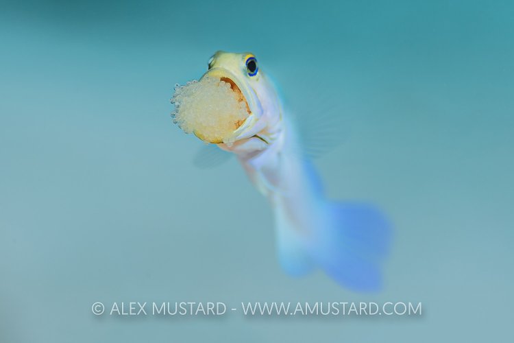Jawfish With Eggs. Cayman Islands