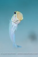 Jawfish With Eggs. Cayman Islands