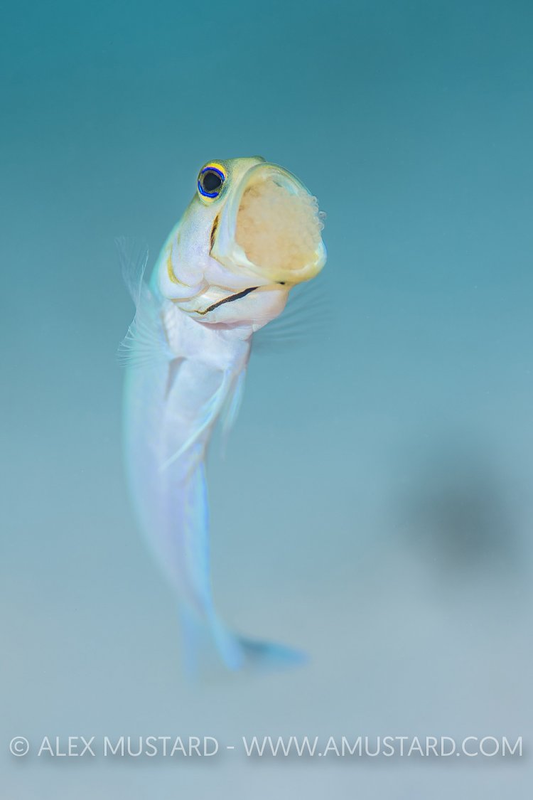 Jawfish With Eggs. Cayman Islands